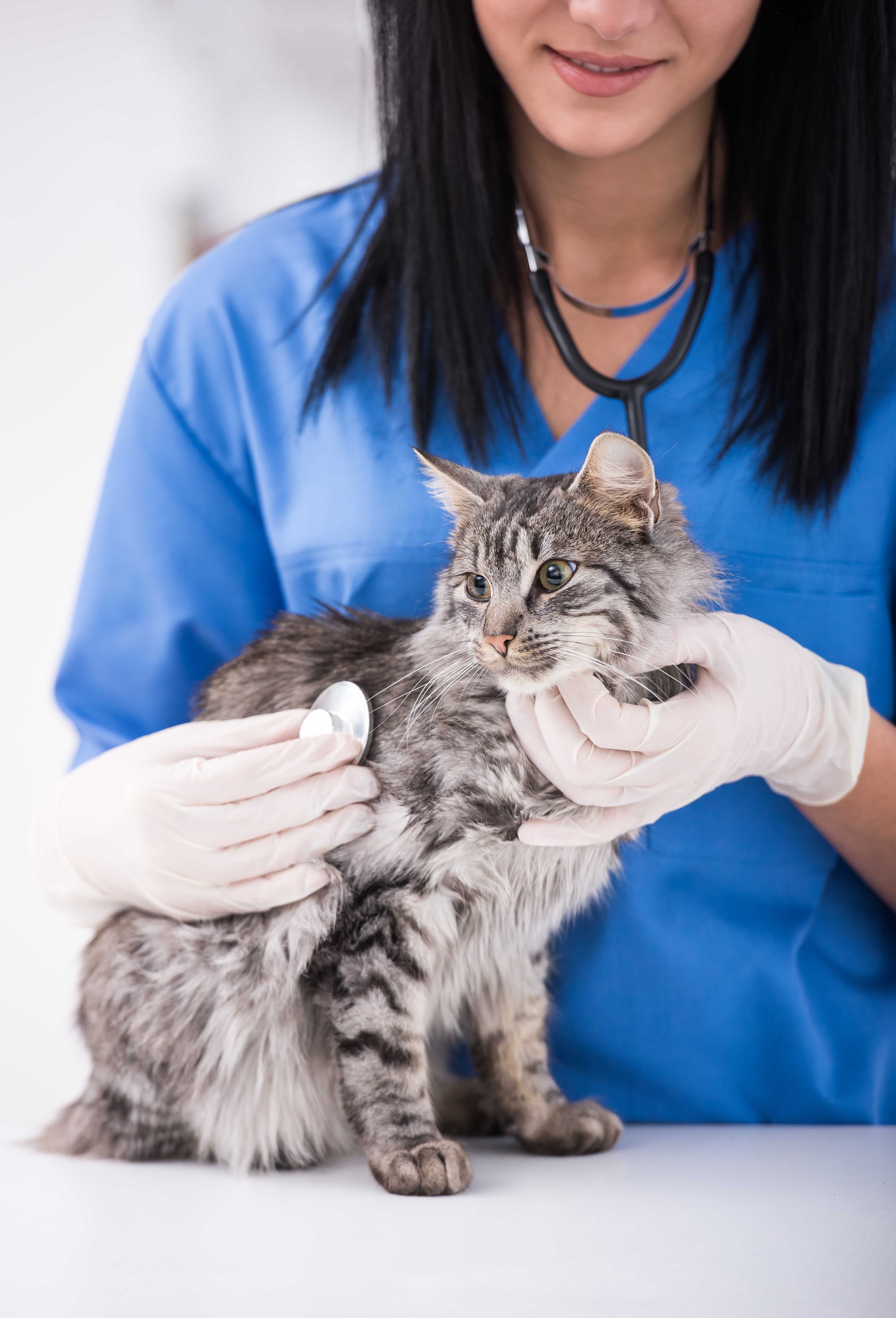 Especialista em Felinos Landing Image