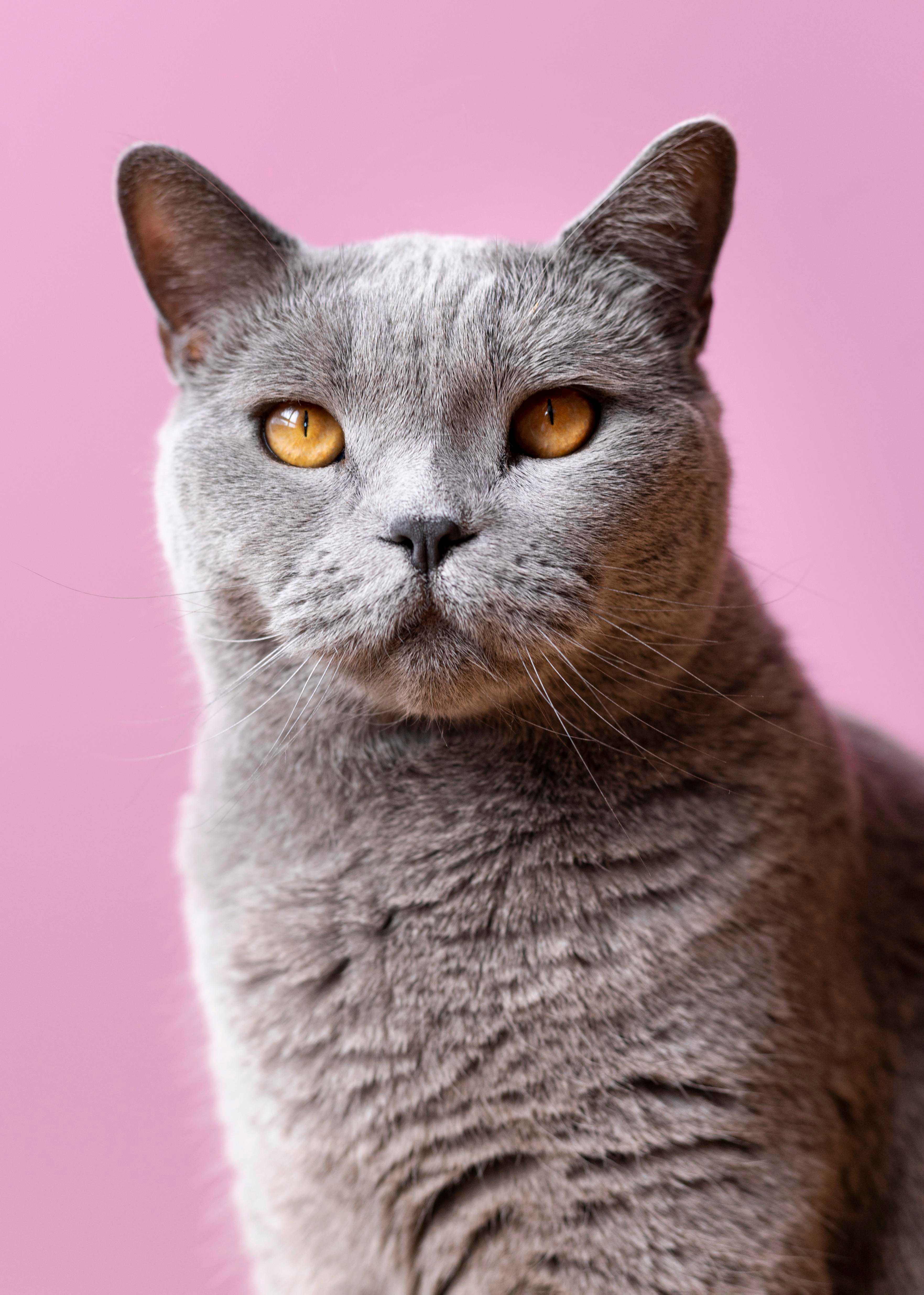 Veterinário cuidando de um gato